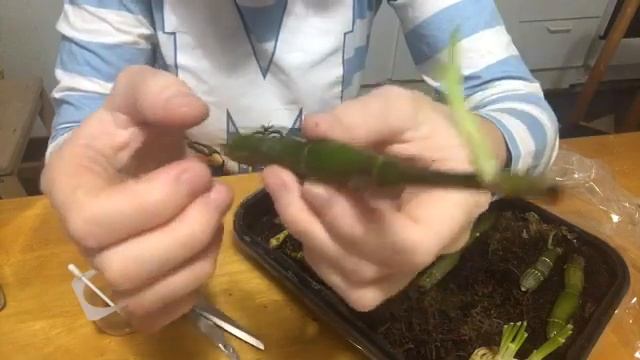Дендробиум нобиле / как спасти / размножение / если пожелтел/ орхидея / как спасти орхидею смотреть онлайн