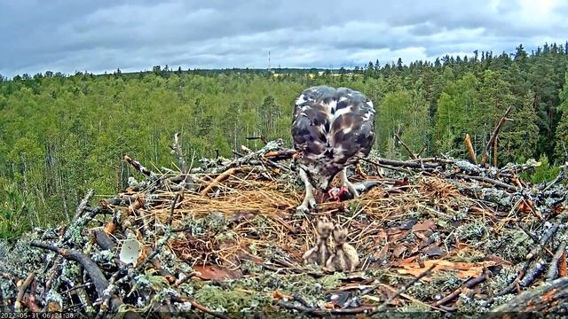 (31.05.2022) Скопа Марко и Миина. На завтрак форель - Osprey Marko and Miina. Trout for breakfast смотреть онлайн