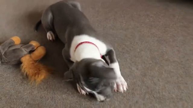 Vlog / Щенок Амстаффа Майра / Рост и развитие смотреть онлайн