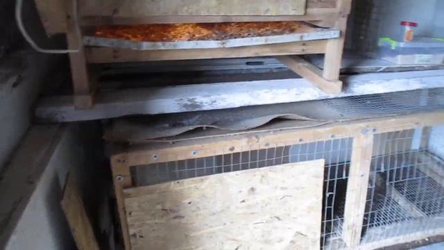 Ура цыпы. .Выращивание месячных цыплят Мастер Грей смотреть онлайн