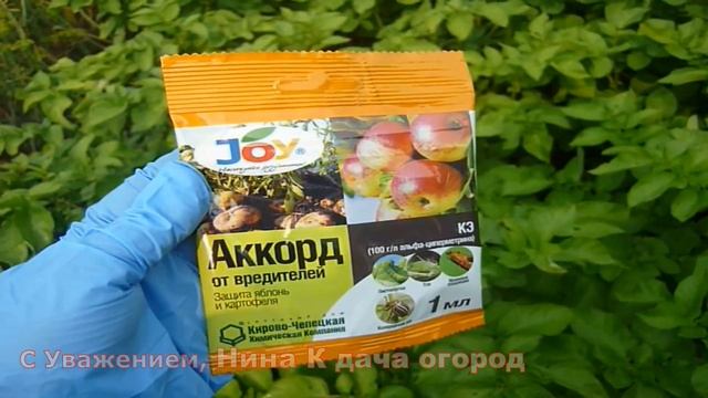 КОЛОРАДСКИЙ ЖУК НА КАРТОФЕЛЕ! ПОМОЖЕТ ИЗБАВИТЬСЯ АККОРД- ОТ КОЛОРАДСКОГО ЖУКА НА КАРТОШКЕ смотреть онлайн