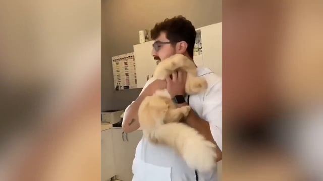 Смешные котики #76.mp4 смотреть онлайн