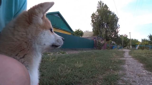 К ней привязалась вся семья. Оставили девочку себе. смотреть онлайн