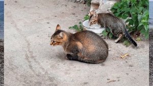 Одесса. Рыбалка. Кефаль. Рецепт малосольной кефали - в первом комментарии.