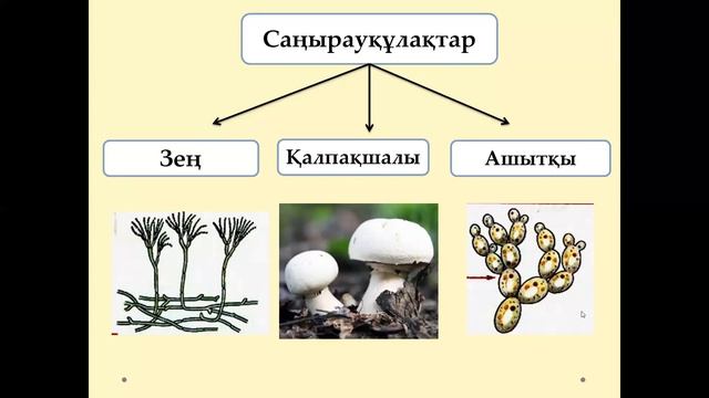 Саңырауқұлақтар мен микроағзалар. Жаратылыстану. 5-сынып. смотреть онлайн