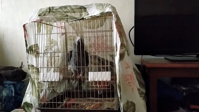 Зачем накрывать клетку с Жако