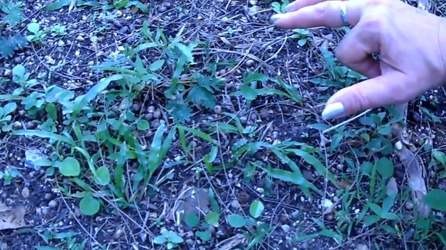 Трава, которая закрывается при прикосновении смотреть онлайн