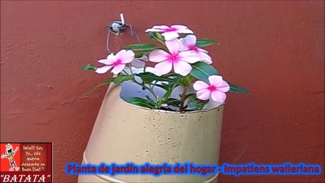 Planta "alegría del hogar" - Impatiens walleriana смотреть онлайн