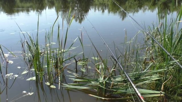 Карась-гигант из небольшого пруда: все подробности удивительной рыбалки! смотреть онлайн