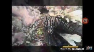 Переключение каналов «Триколор ТВ» 08.12.2009 г.