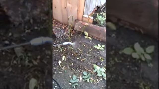 Плетистую розу укрываем смотреть онлайн