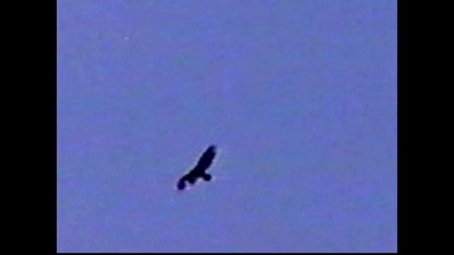 PET ORB смотреть онлайн