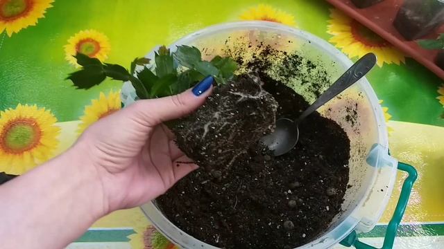 Декабристы?Рипсалидопсис?Хатиора?Лесные кактусы обзор в феврале?Пересадка?Уход?Размножение?Грунт