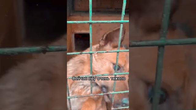 Слепому пёсику из приюта очень нужен дом! #собакавдобрыеруки #приютдлясобак #собакадругчеловека смотреть онлайн