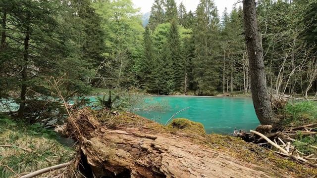 Звуки леса, Плеск воды, Пение птиц, Кукушка. Быстро Засыпай, Расслабляйся под звуки летней природы смотреть онлайн