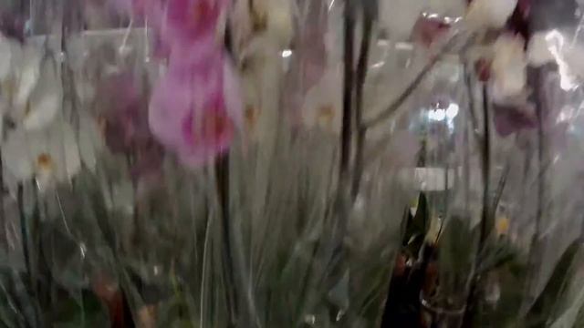 НОВИНКИ! ?МОРЕ ЦВЕТОВ В ЛЕРУА! ЭКЗОТИКА!??? Такой цветок вы точно не видели! Обзор цветочного отдел смотреть онлайн