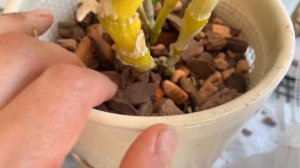 Дендробиум Нобиле  пересадка.