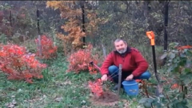 Голубика высокорослая. Осень смотреть онлайн