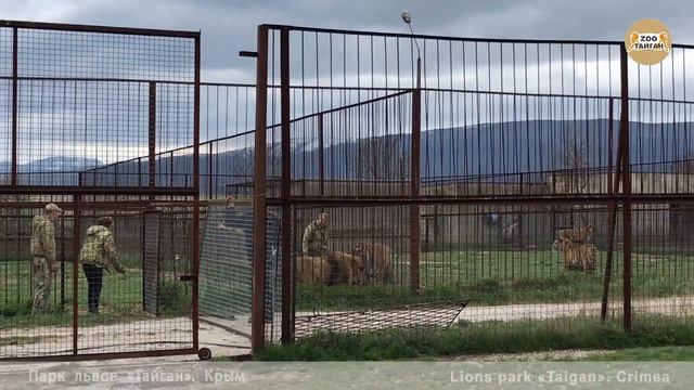 Лев Марсель отказался выходить из вольераТайган. Lion Marcel refused to leave the enclosure. смотреть онлайн