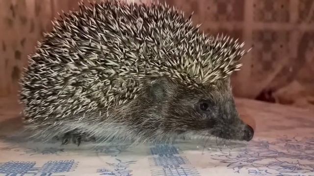 Ёжик. Очень злой ёж крупным планом смотреть онлайн
