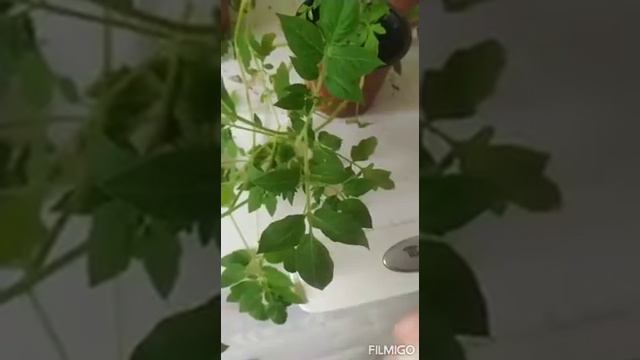 Мой огород, растения на подоконник. Выращивание из косточки, семян ч.1 (помидоры)🍅 смотреть онлайн