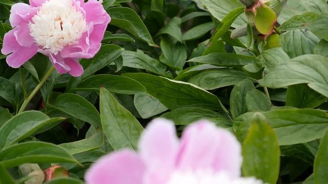 CORA STUBBS - peonymax.com смотреть онлайн