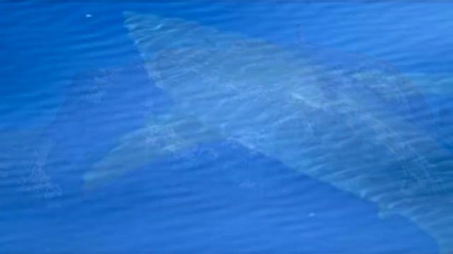 Massive great white shark 16ft long is spotted swimming off the coast of Majorca смотреть онлайн