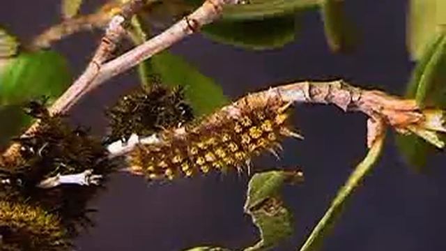 H. eglanterina larva sheds its skin (time lapse) V00077 смотреть онлайн