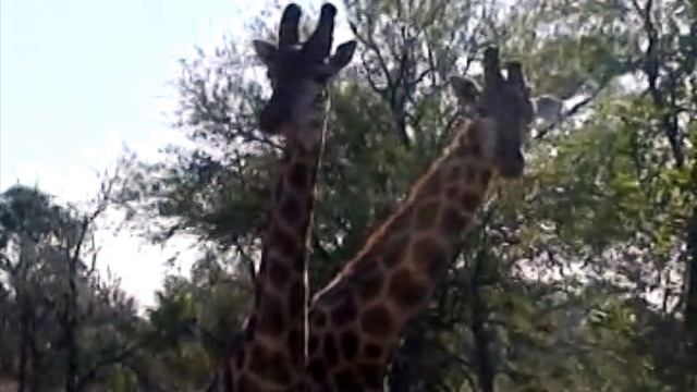 Африка 3 Сафари "В гостях у диких животных" смотреть онлайн