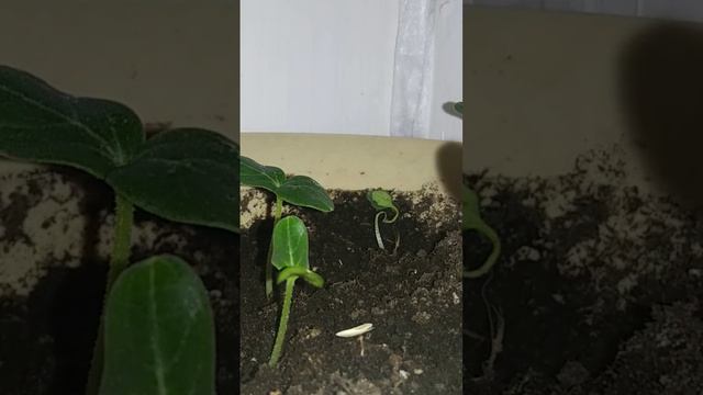 Движение растений смотреть онлайн