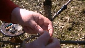 Прививка яблони и груши. Для новичков. Просто и доступно. Один секрет.