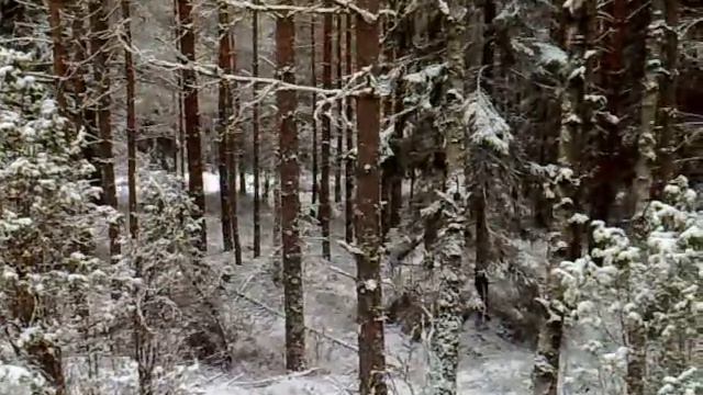 Tanja på jaktprøve i varmland смотреть онлайн