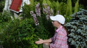 Ясенец: посадка и уход