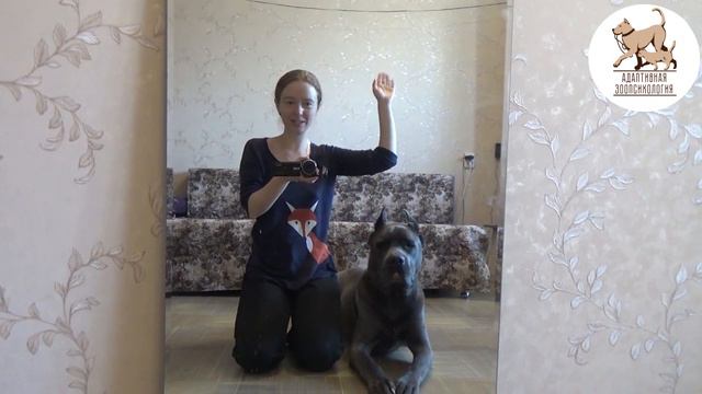 Зеркальный тест смотреть онлайн