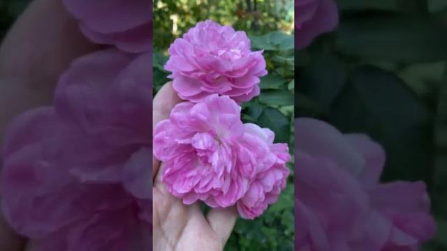 Роза Жасмина, вспоминаю лето... смотреть онлайн