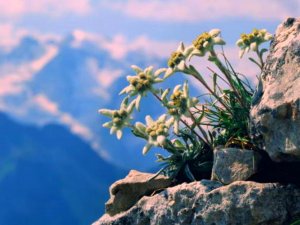 Горный цветок Эдейльвейс РЕЛАКС АРТ-ТЕРАПИЯ ИМПРОВИЗАЦИЯ композитор Виктор Анохин #цветы #bossanova