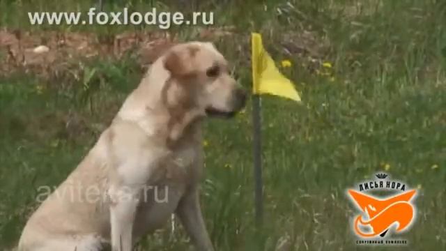 Стрелковый комплекс "Лисья Нора" смотреть онлайн