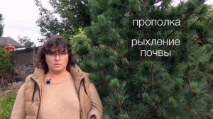 Кедровые сосны