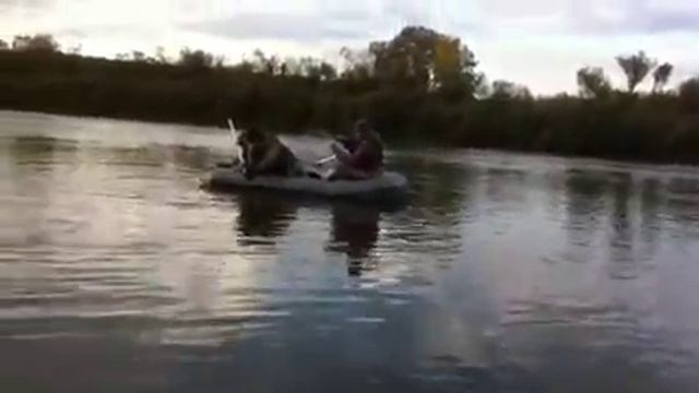 Сом на Днепре в Рогачеве. смотреть онлайн