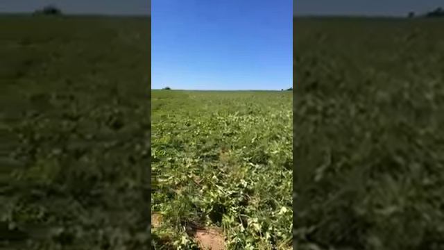 29.05.2018 г д. Мамошино Рузский район, липовая борьба с борщевиком! смотреть онлайн