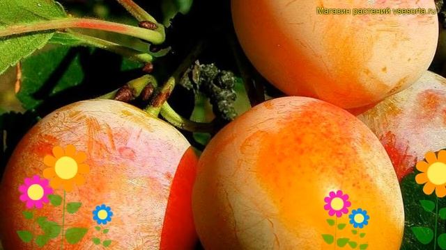 Слива домашняя Занятная. Краткий обзор, описание характеристик, где купить саженцы Prunus Zanyatnay