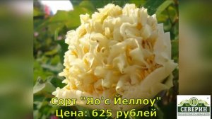 Древовидные пионы! Всё о них! Обзор доступных сортов