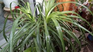 Нолина. Королева Растений. Уход.