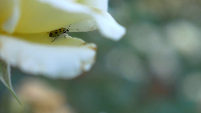 Ladybug | Insect | Coccinellidae | Ladybird