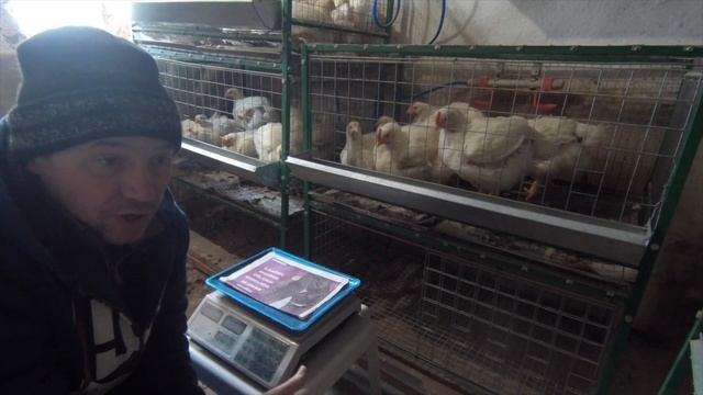 Какой вес у бройлера в 40 дней смотреть онлайн