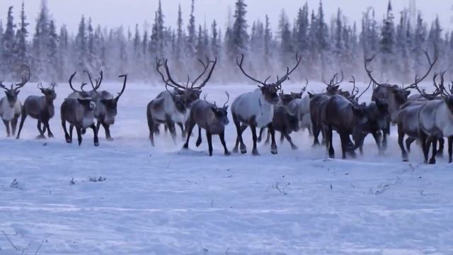 Северный олень смотреть онлайн