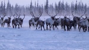 Северный олень