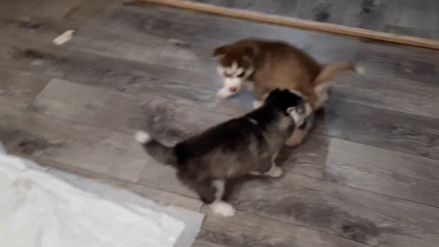 Щенки Хаски ЗАПОЛОНИЛИ весь Дом/Хаски ПОМОЩНИКИ по дому смотреть онлайн