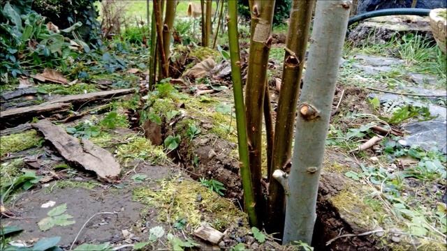 Unser erster Weiden Pavillon смотреть онлайн