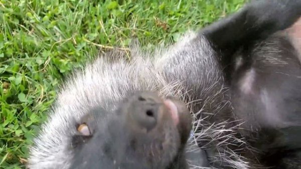 Finnegan Fox plays with his friend Vixie Fox